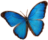 Papillon Adonis